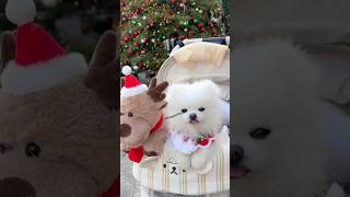 Teacup dog ka price  cute baby dog price  pocket puppy price  toy pom puppy price shorts viral [upl. by Lenno685]