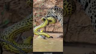 This is Why Caimans Are Afraid of Jaguars [upl. by Leake]