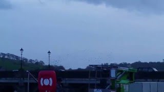 Murmuration at Bideford Old Bridge [upl. by Raphaela]