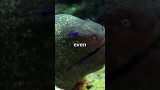 Shocking Facts About Electric Eels viralvideoviralshorts new eel trending shorts short [upl. by Eleph]