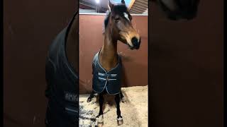 horses are such goofballs 😂😂😂 horse cavalo caballos [upl. by Falkner]