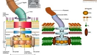 Bacterial flagellum structure [upl. by Lerrej]