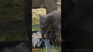 Mother Elephant Love Baby Elephant 😍 By info fact News [upl. by Attelrac]