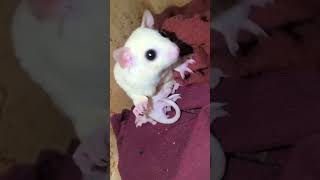 Albino sugar glider 🦨 sugargliderlover funnyshorts aurangabadpetlovers [upl. by Merrel147]