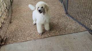 10 week old standard poodle puppy available for pet or show home [upl. by Logan]