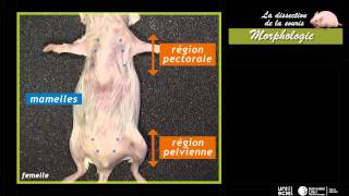 La dissection de la sourismorphologie 1 sur 7 [upl. by Milburr]