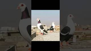 kabootar shorts kabutar short birds pigeons pets [upl. by Hasan51]