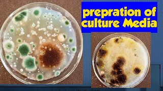 culture Media preparation Fungal growth  microbiology practical shorts [upl. by Eislrahc461]