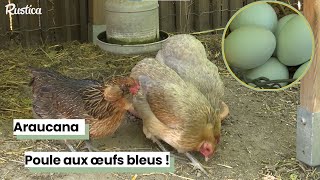 Poule araucana  des oeufs bleus [upl. by Eatnahc365]