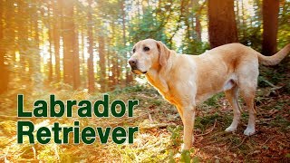 Labrador Retriever  Yellow Lab Fun Compilation [upl. by Leahcimsemaj]