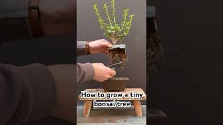 How to grow a tiny bonsai tree bonsai beginnerbonsai dwarfjade bonsaicreation bonsaitree [upl. by Richlad]