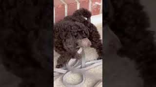 Classic Canine Moyen Poodle Puppies 10292024 Leia [upl. by Adnohsar183]