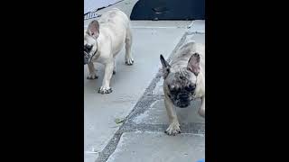 French Bulldog Puppies For Sale in Elizabeth [upl. by Esirahs]