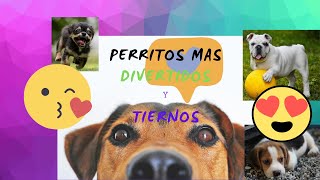 Perritos divertidos 🐶  Los mejores videos de perros chistosos 🔴🔴🔴 morirás de risa 🤣 2020 [upl. by Zarah]