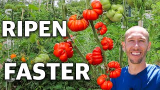 How to Trick Tomatoes into Producing Earlier and Ripening Faster [upl. by Eiramrefinnej590]