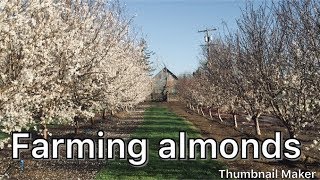 How Are Almonds Grown Part 1 [upl. by Jaworski]