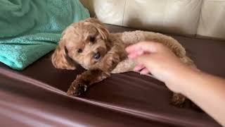 2024June21 House 🏡 of fur Hans the MaltiPoo Fur Brushing  Training Session 8 [upl. by Eyanaj]