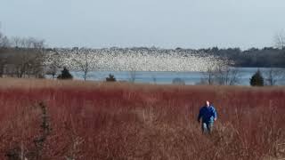 Green Lane Reservoir snow geese [upl. by Nwahsud893]