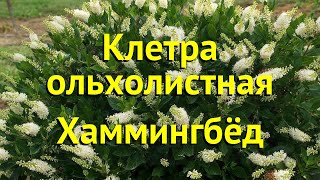 Клетра ольхолистная Хаммингбёд Краткий обзор описание характеристик clethra alnifolia Hummingbird [upl. by Fraase]