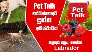 පලතුරුවලට පෙරේත Labrador  Pet Talk [upl. by Leal]