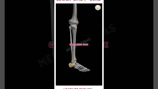 Muscles of the Lower Limb  Anatomy Modellower limb structurelearn to English bonestructure neet [upl. by Nesyt]