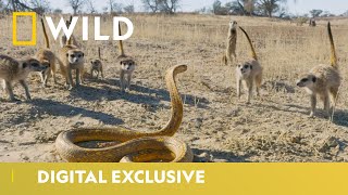 Cobra Vs Meerkat  Wild Africa  National Geographic Wild UK [upl. by Annal]