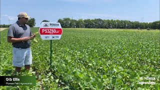 Iron Deficiency Chlorosis in Soybeans [upl. by Budworth]