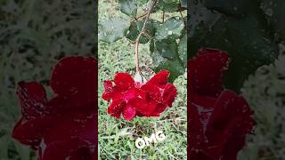 Nusrat Ali eafamastitime love yt lovestatus romanticstatus romance [upl. by Opiak390]