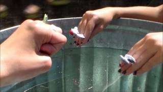 Babys First Swim  Oobi Babies [upl. by Fredia570]