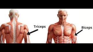 TRAINING BICEPS amp TRICEPS [upl. by Eihs274]