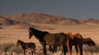 Oeste Africano Deserto da Namíbia HD Documentário Dublado National Geographic [upl. by Ricca]