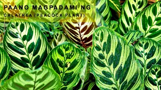 CALATHEA PEACOCK PLANT🌿 PROPAGATION [upl. by Ahsenid866]