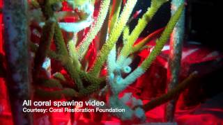 Fincasters Episode 24 Coral Spawning Event Best in Years [upl. by Erdrich]