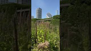 Let’s Check In On Lurie Garden at Millennium Park in Chicago IL [upl. by Yawnoc]