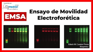 🔴 Fundamento de EMSA ENSAYO DE MOVILIDAD ELECTROFORÉTICA 🔬🧬🧪 [upl. by Icnarf30]