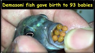 Demasoni and Blue cichlid fish gave birth to 93 babies 😍 [upl. by Vial]