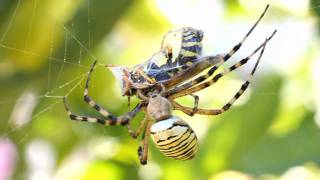 Darázspók Argiope bruennichi [upl. by Buffo]