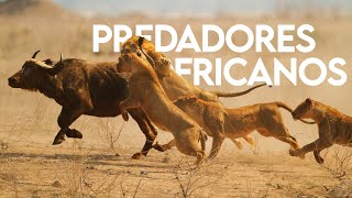 PREDADORES AFRICANOS  DOCUMENTÁRIO  VIDA SELVAGEM [upl. by Nyladnek]