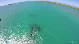 False Killer Whales in the Drowned Cayes Belize [upl. by Alra]