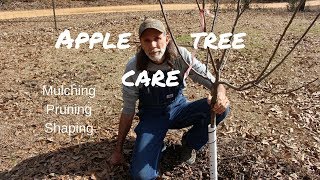 How to Grow Apple Trees from Seed [upl. by Maggs559]