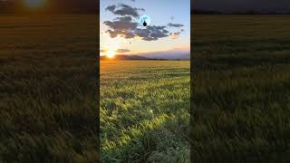 Wind and sunset with relaxing piano music shorts sunset relaxingpianomusic [upl. by Norret939]