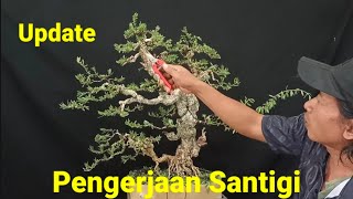 Update Pengerjaan Bonsai Santigi [upl. by Gillian]