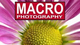 MACRO PHOTOGRAPHY FOR BEGINNERS ON A BUDGET  How to take amazing close up macro photos [upl. by Trudy626]