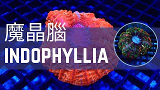 魔晶腦 Indophyllia —2023必入手的超魔幻珊瑚品種 The coral species that is neither Cynarina nor Acanthophyllia [upl. by Idaline]