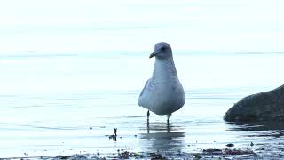 ShortBilled Gull eating worms [upl. by Odille]