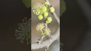 🌹⁴☆ Malpighiales •³⁷ Salicaceae  ² Great Hedge of India ▪︎ Flacourtia indica Governors Plum [upl. by Lebanna]