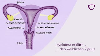 cyclotest erklärt den weiblichen Zyklus [upl. by Colon]