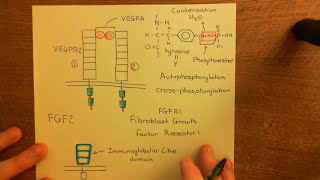 Chronic Inflammation  Angiogenesis Part 9 [upl. by Tdnarb640]