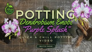 Potting Session  Dendrobium Enobi Purple Splash [upl. by Lennaj]