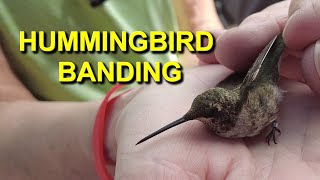 Hummingbird Banding at the Sedona Hummingbird Festival [upl. by Botzow]